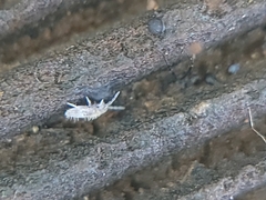 Entomobryidae
