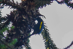 Cacicus chrysopterus