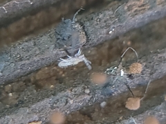 Entomobryidae
