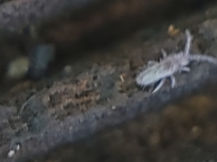 Entomobryidae
