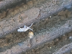 Entomobryidae
