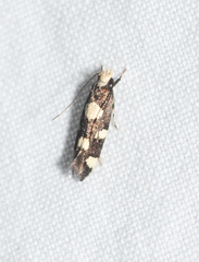 Limnaecia tetraplanetis