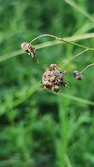 Lipotriches australica