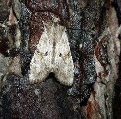 Lithophane patefacta