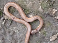 Virginia valeriae elegans