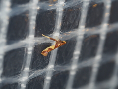 Caloptilia xanthopharella