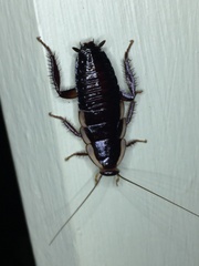 Drymaplaneta semivitta