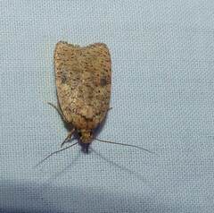 Agonopterix thelmae