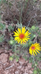 Grindelia pulchella