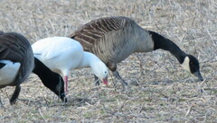 Anser caerulescens × rossii