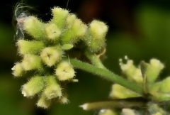 Salpianthus purpurascens