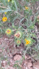 Grindelia pulchella