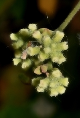 Salpianthus purpurascens