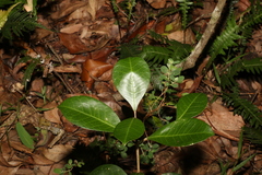 Acronychia pauciflora