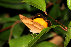 Cupha prosope
