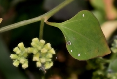 Salpianthus purpurascens