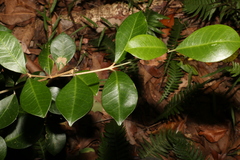 Acronychia pauciflora