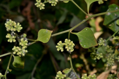 Salpianthus purpurascens