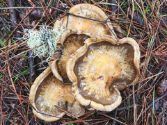Cortinarius infractus