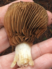 Cortinarius infractus
