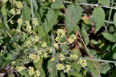 Salpianthus purpurascens