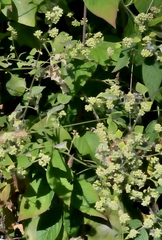 Salpianthus purpurascens