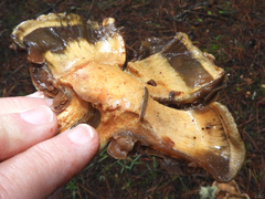 Cortinarius infractus
