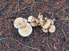 Cortinarius infractus