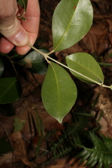 Acronychia pauciflora