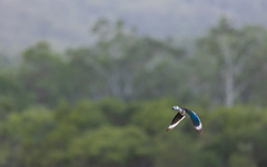 Nettapus coromandelianus