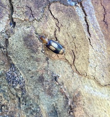 Trigonothops pacifica