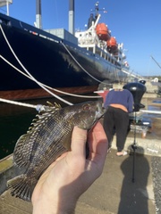 Centropristis striata