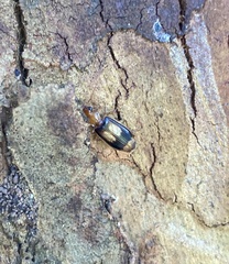 Trigonothops pacifica