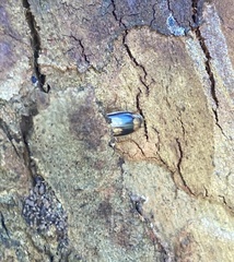 Trigonothops pacifica