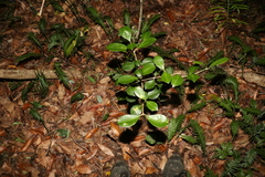 Acronychia pauciflora