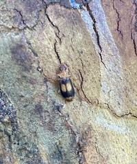 Trigonothops pacifica