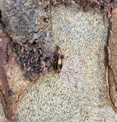 Trigonothops pacifica