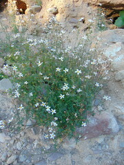 Coreocarpus parthenioides parthenioides
