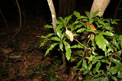 Beilschmiedia obtusifolia