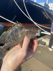 Centropristis striata