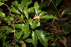 Beilschmiedia obtusifolia