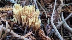 Ramaria apiculata