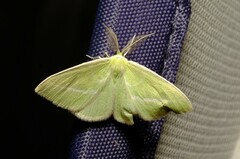 Iulops argocrana