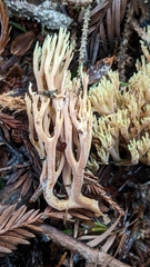 Ramaria apiculata