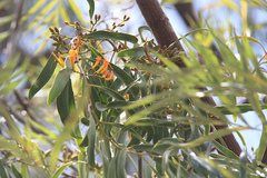 Dendrophthoe glabrescens