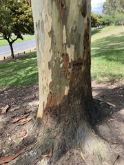 Corymbia maculata