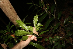 Beilschmiedia obtusifolia