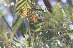 Dendrophthoe glabrescens