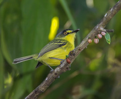 Todirostrum poliocephalum