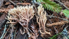 Ramaria apiculata